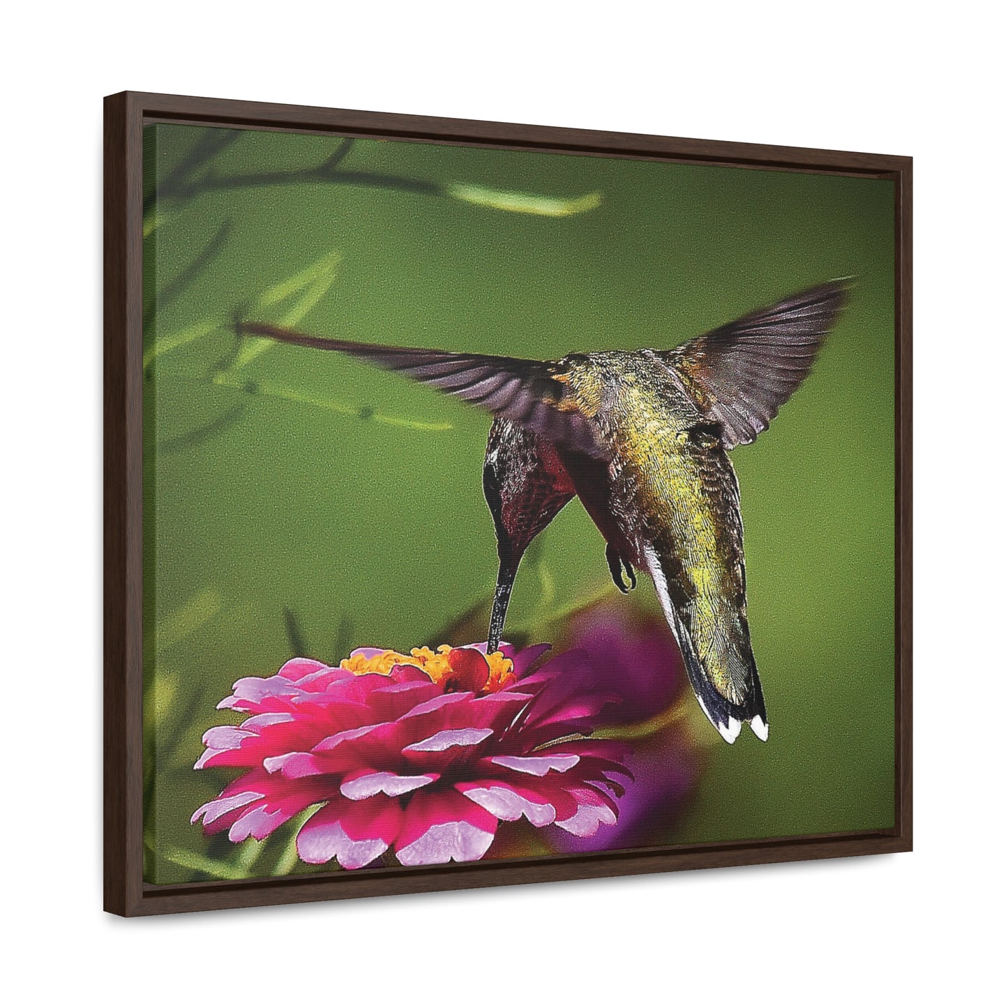 HUMMINGBIRD Gallery Canvas