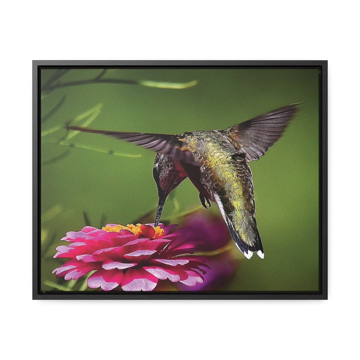 HUMMINGBIRD Gallery Canvas