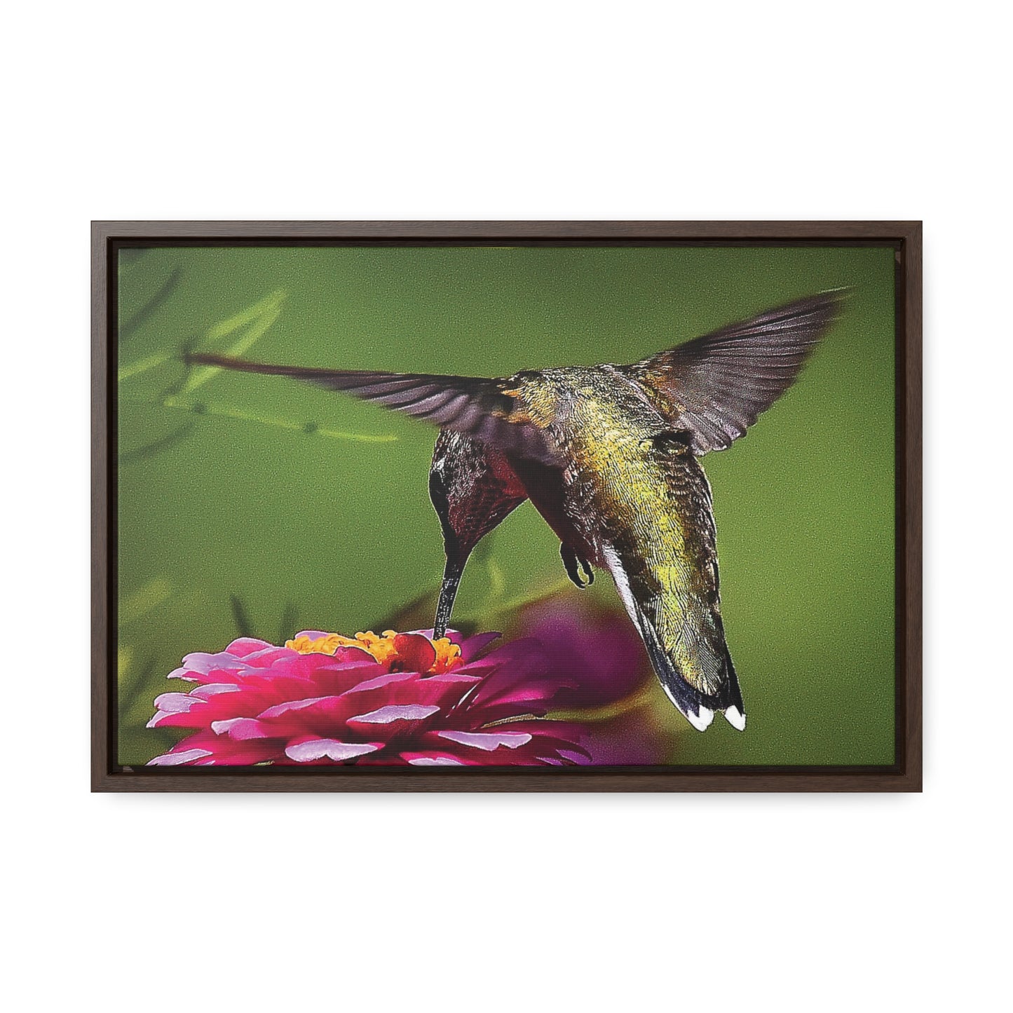 HUMMINGBIRD Gallery Canvas