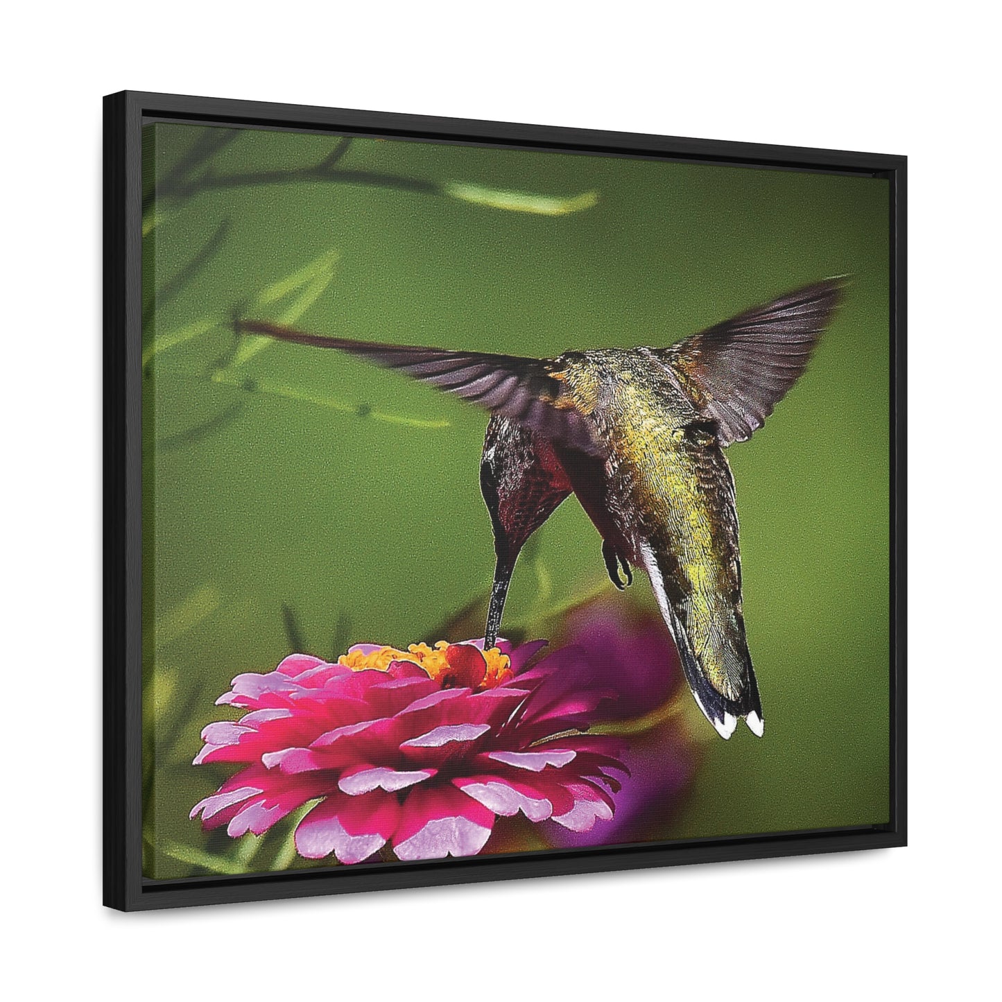 HUMMINGBIRD Gallery Canvas