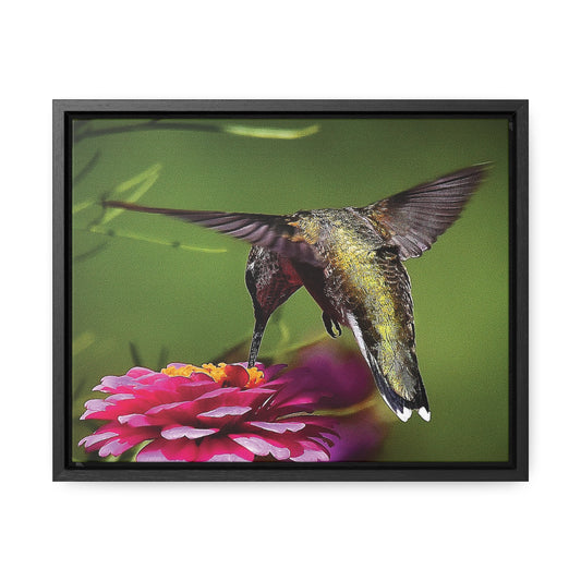 HUMMINGBIRD Gallery Canvas