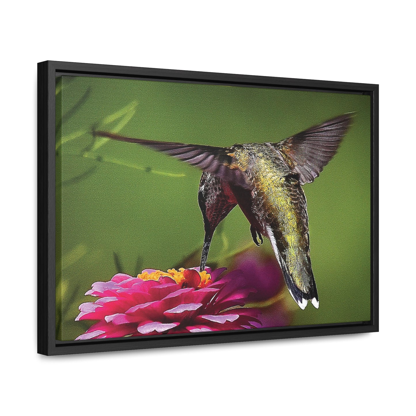 HUMMINGBIRD Gallery Canvas