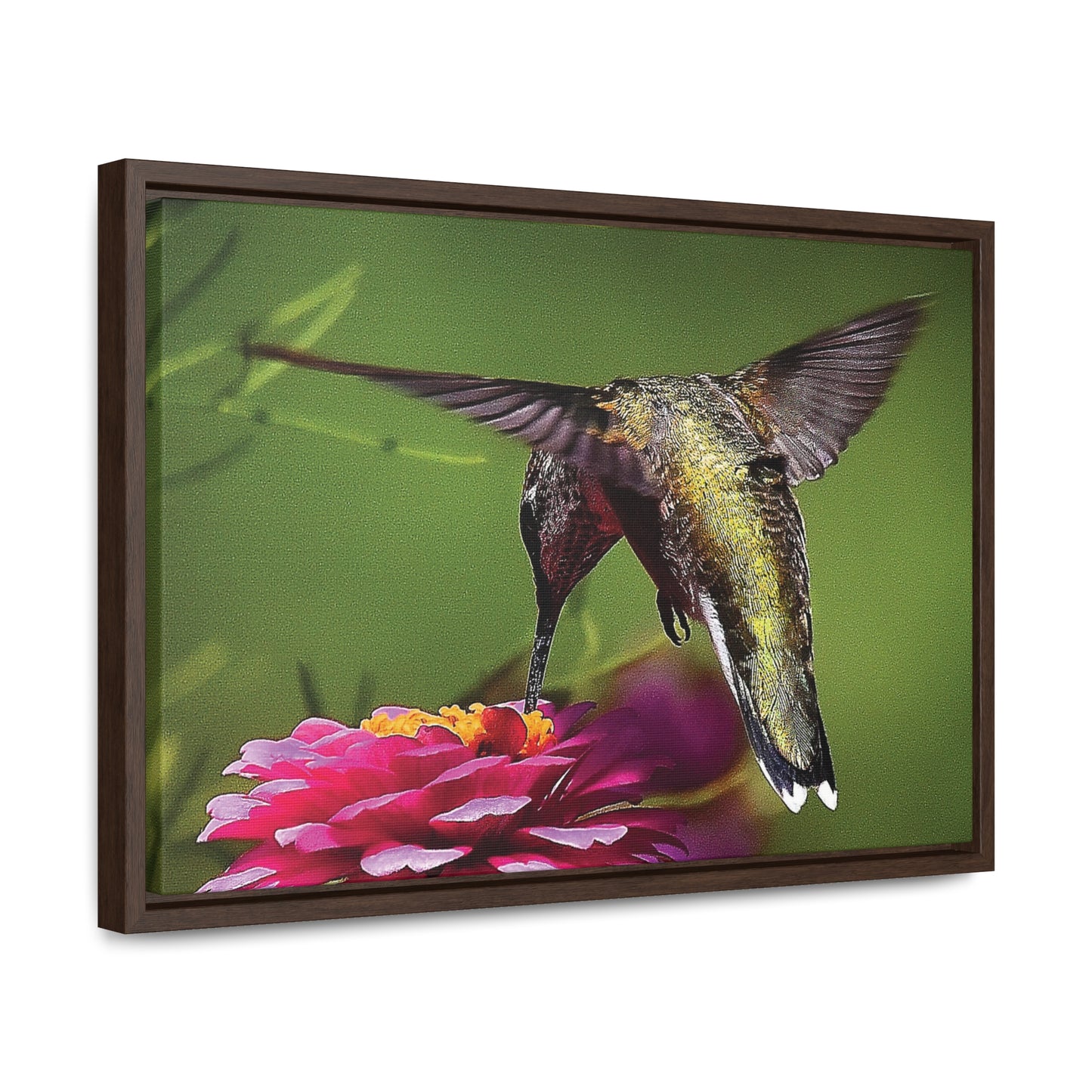 HUMMINGBIRD Gallery Canvas