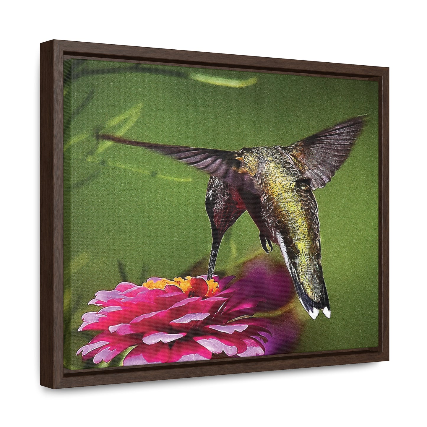 HUMMINGBIRD Gallery Canvas