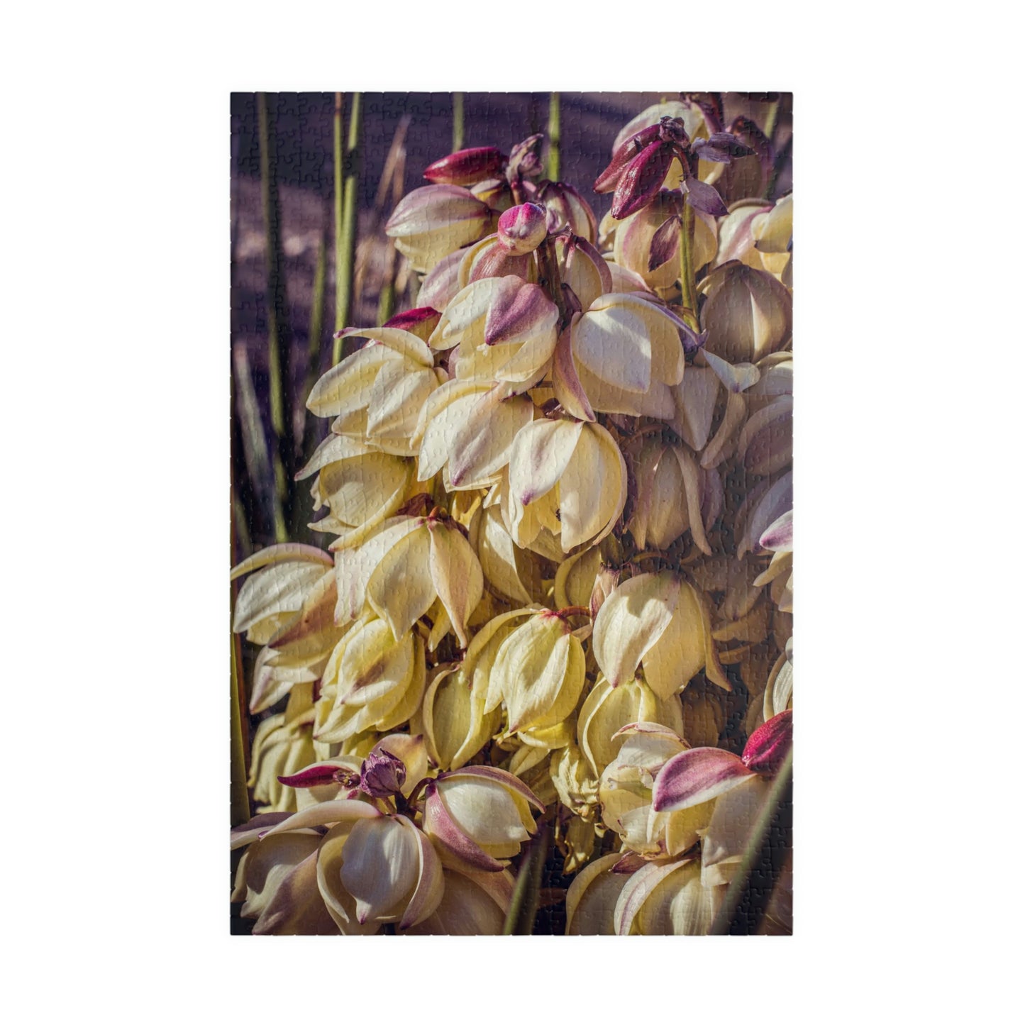 BEAUTIFUL N.M. YUCCA