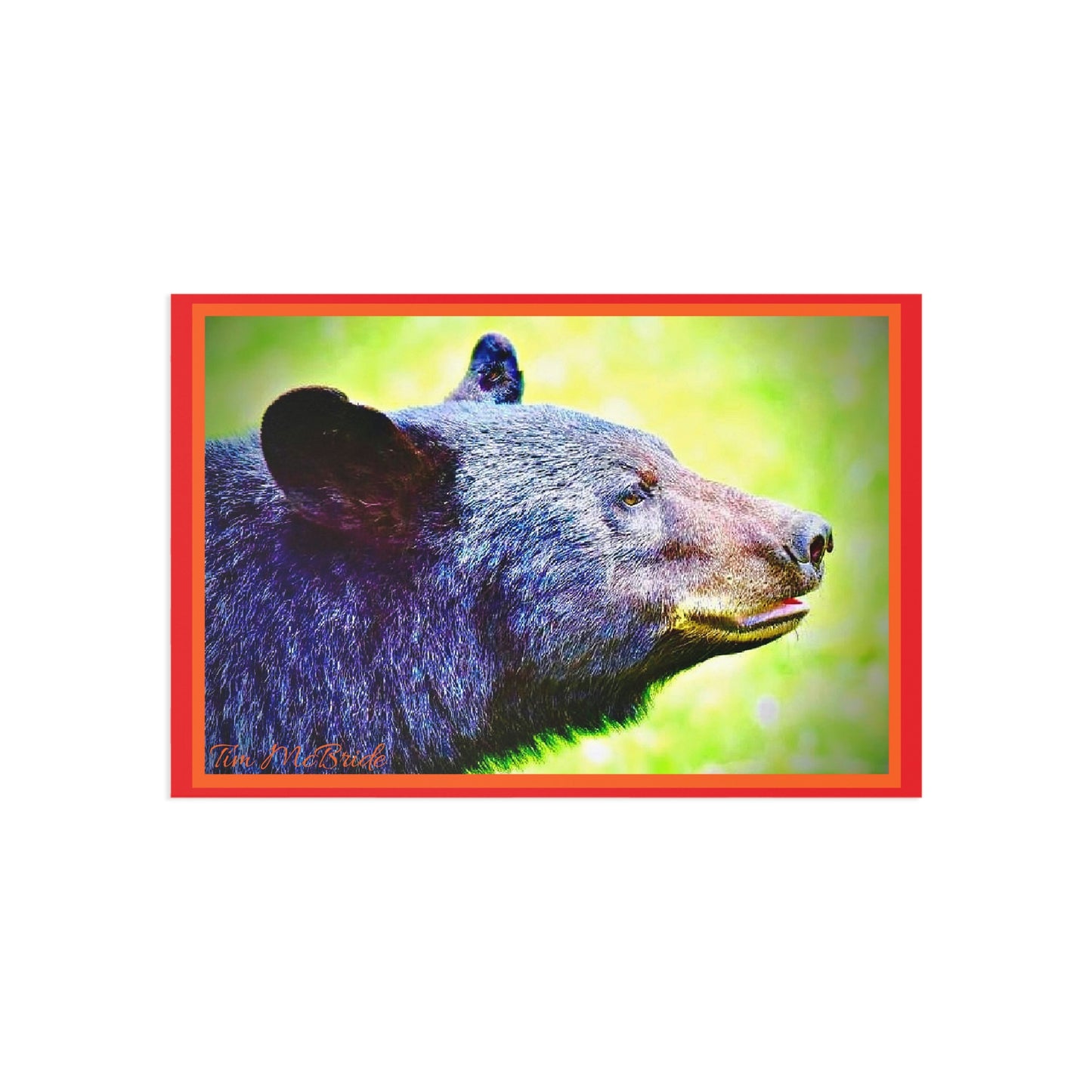 BEAR Postcards