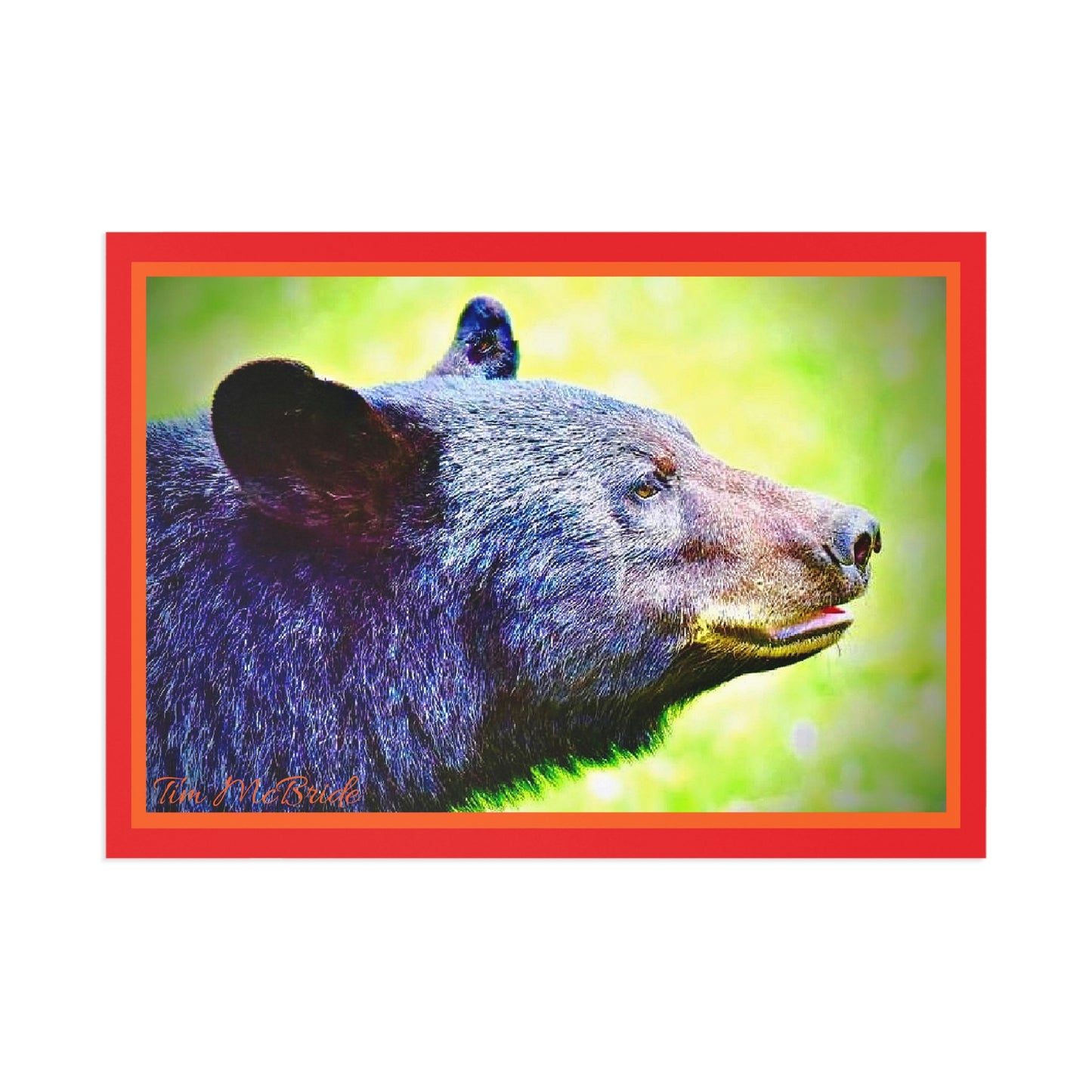 BEAR Postcards