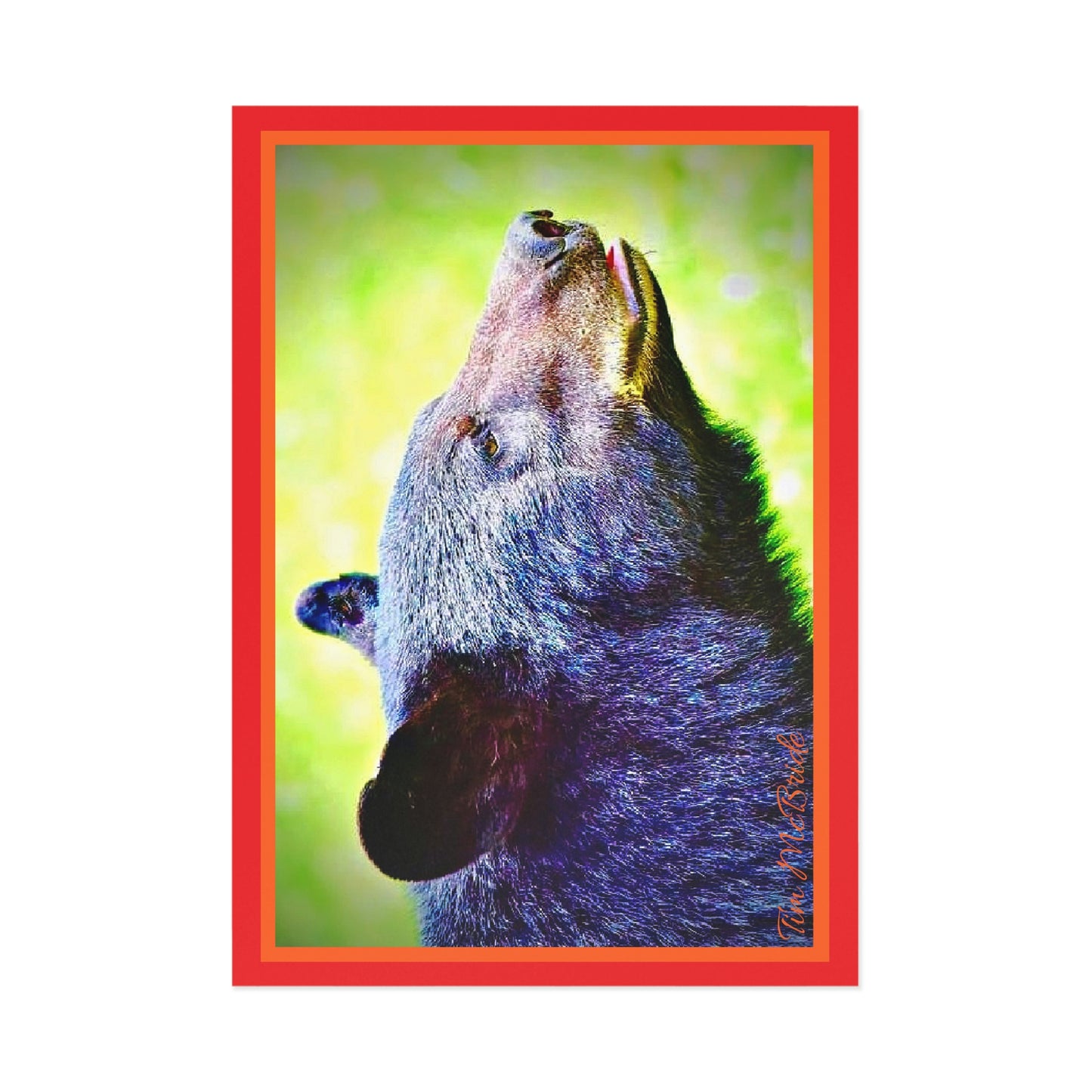 BEAR Postcards