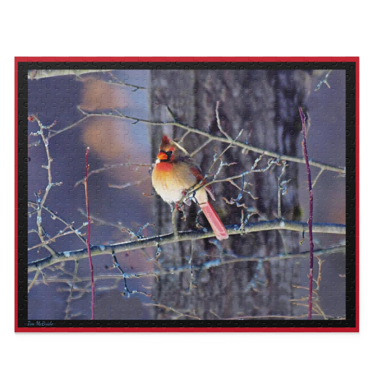 WINTER CARDINAL